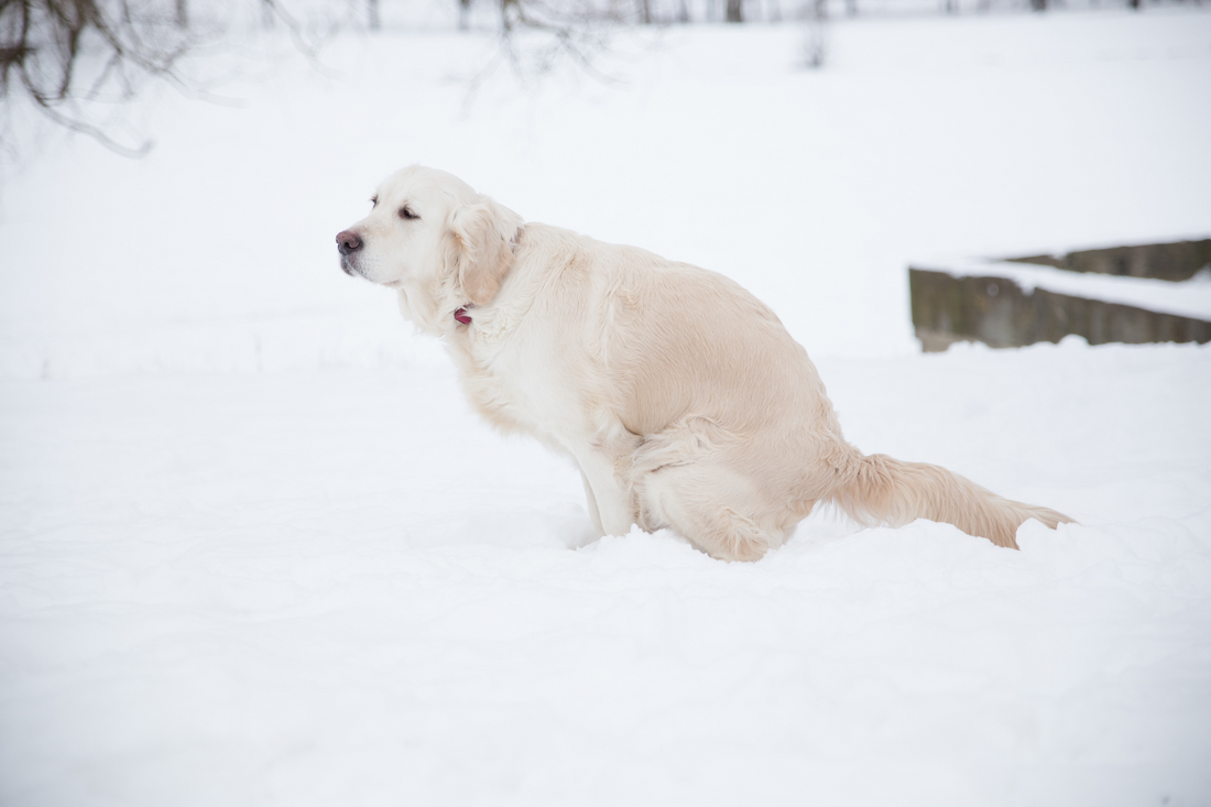 Dog is taking a healthy shit in the snow.