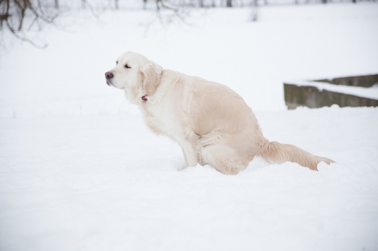 Dog is taking a healthy shit in the snow.