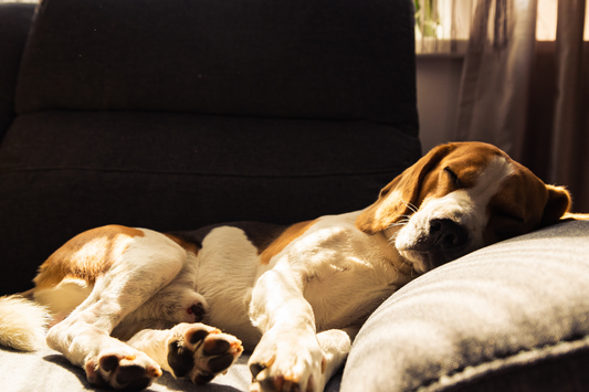 Overcoming Dog Lethargy – Causes, Symptoms and Treatments for a Lethargic Dog