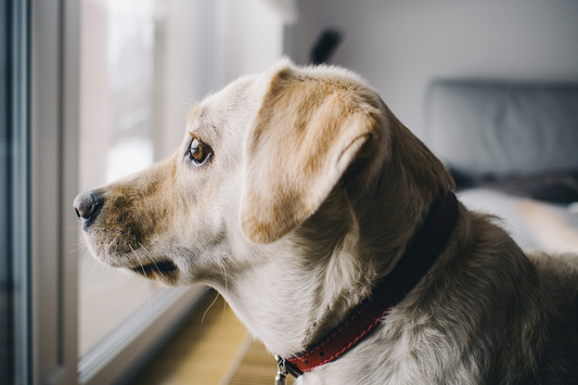 Overcoming Separation Anxiety in Dogs – Proven Strategies to Help Your Dog Handle Stress