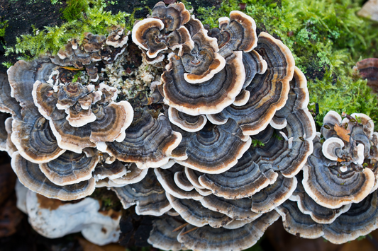 Turkey Tail Mushrooms for Dogs – Unlock the Potential Health Benefits