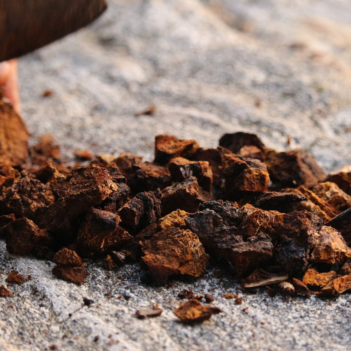 NEW Organic Chaga Mushroom Powder 30 g