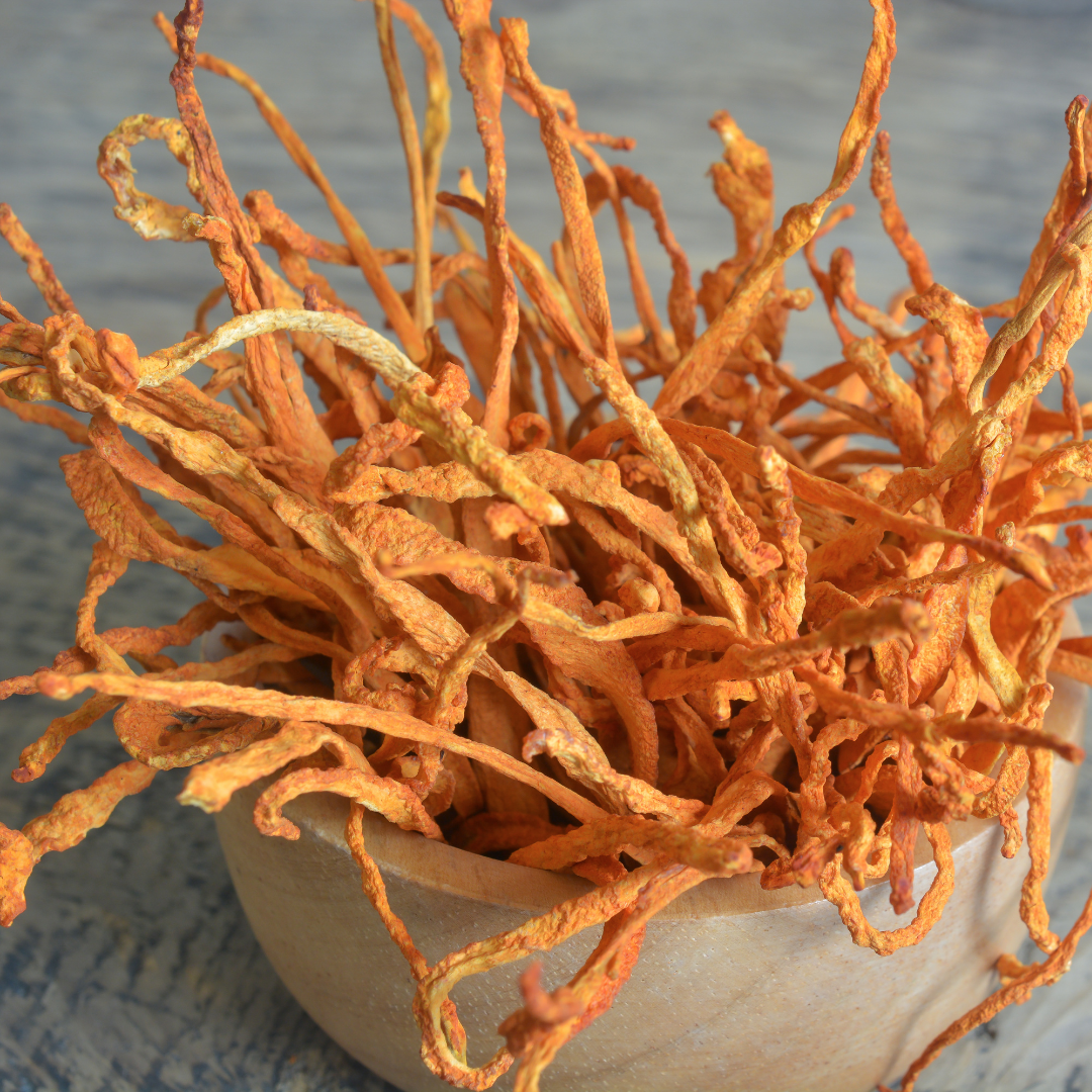 Cordyceps Sinensis mushroom in a kitchen bowl.