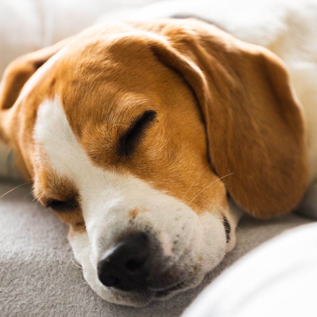 A dog sleeping.