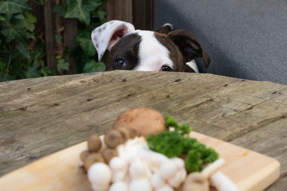 Dog looks at mushrooms on the table. 