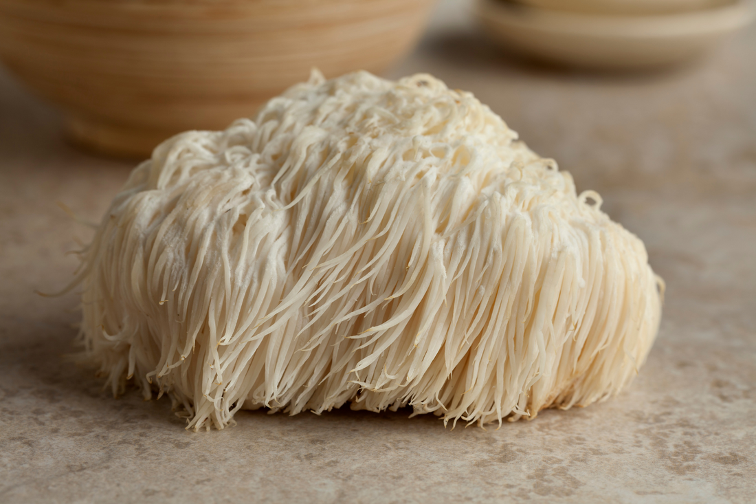 Lion's Mane Mushrooms for Dogs – Unlocking the Potential Health Benefits