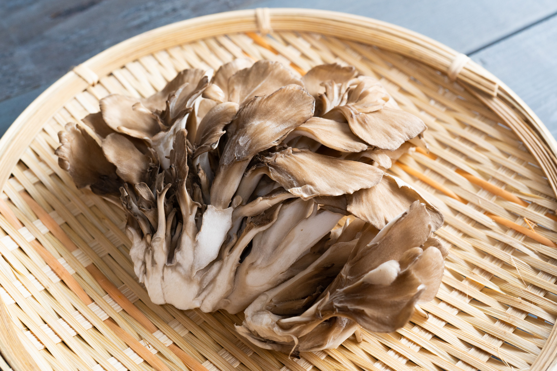 Close-up of a Maitake mushroom, a key subject in the blog article discussing the remarkable health benefits of Maitake mushrooms for dogs.