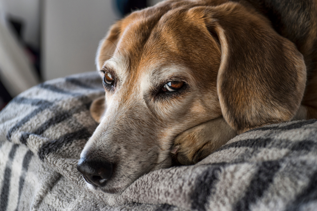 Dog Dementia – Understanding and Managing Canine Cognitive Dysfunction in Dogs