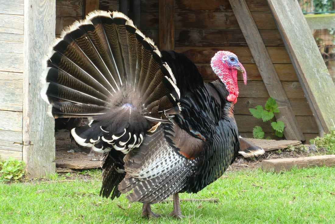 Turkey Tail for Dogs UK: A Friendly Owner’s Guide