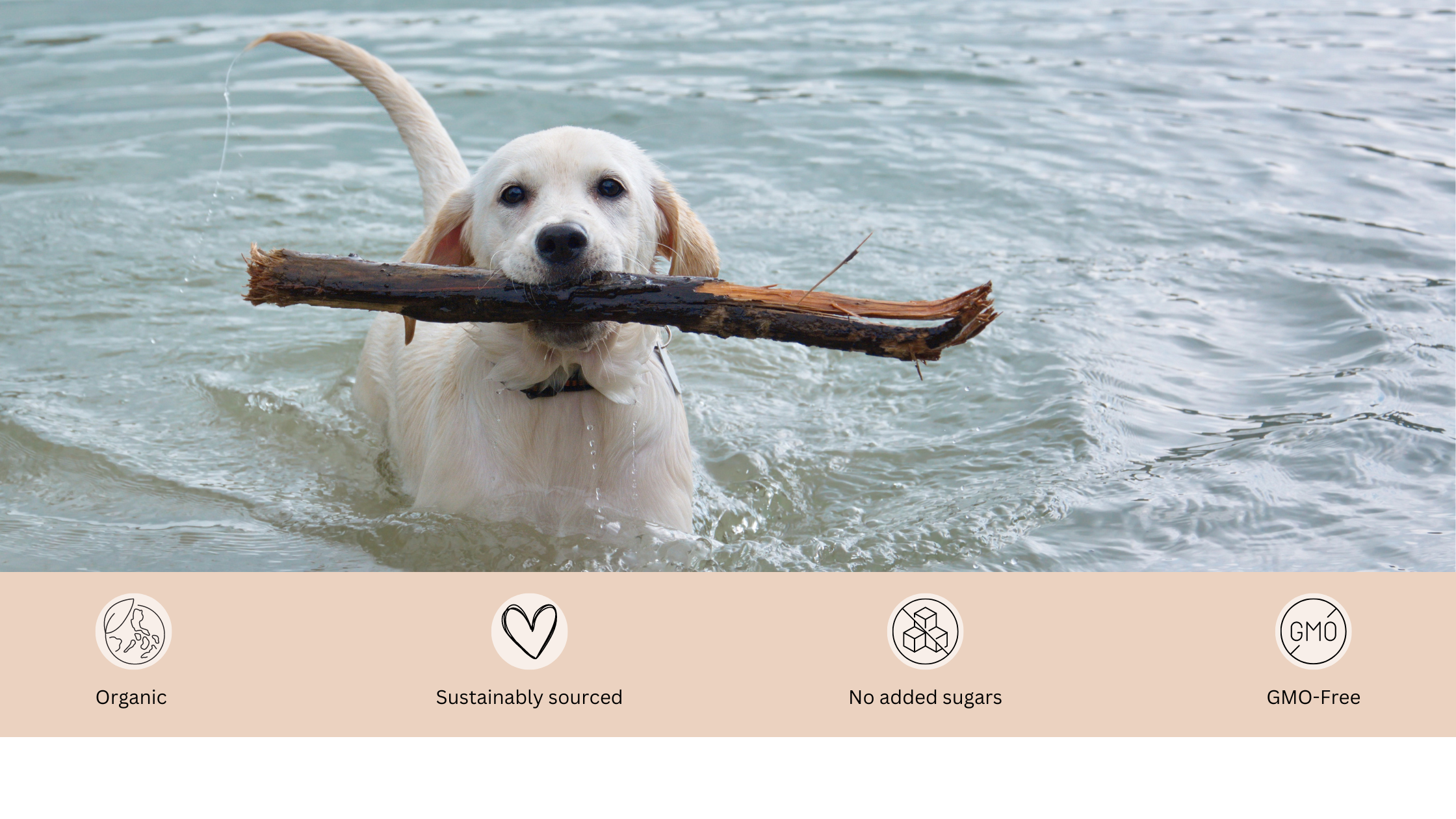 Active dog enjoying a playful swim in the water, holding a stick in its mouth, relishing the aquatic fun.