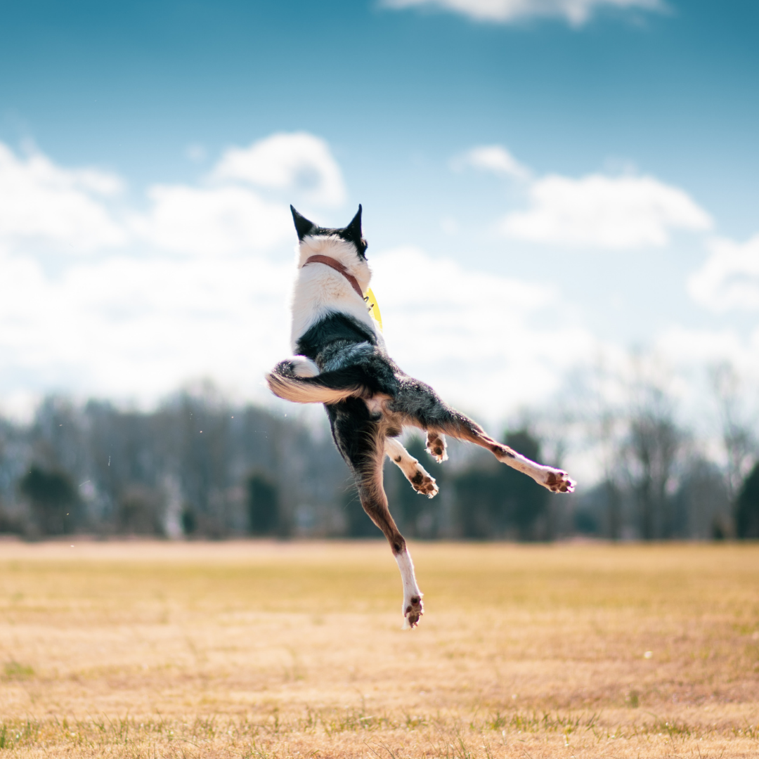 Joyful dog leaping through a sunlit field, embracing the outdoors with boundless energy and happiness.