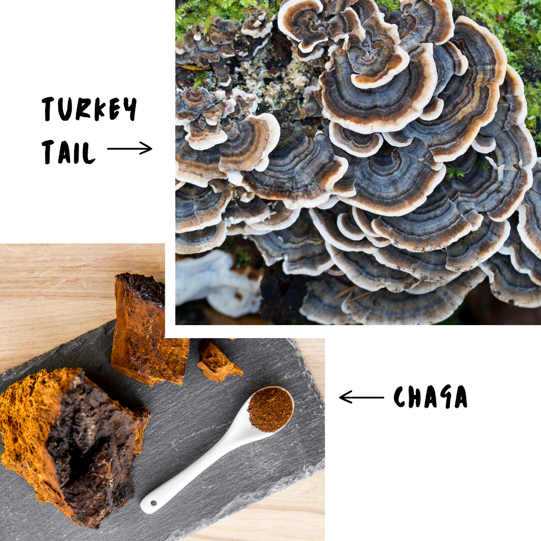 Chaga and Turkey Tail mushrooms, two potent natural health enhancers for dogs.