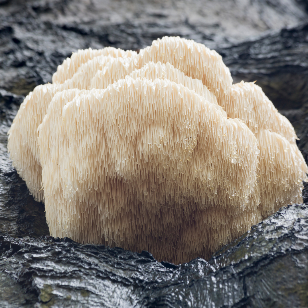 A Lion's Mane mushroom growing on a tree in the wild.