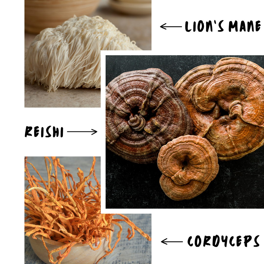 Reishi, Cordyceps, and Lion's Mane mushrooms displayed as ingredients of the Woofshrooms calm bundle for dogs.