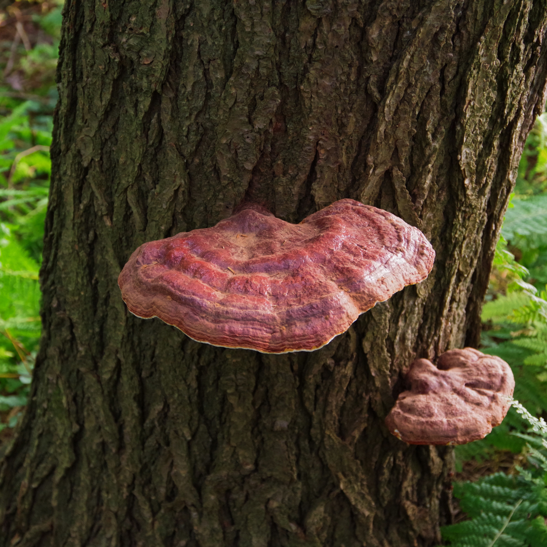 Reishi mushrooms growing on a tree in their natural habitat.