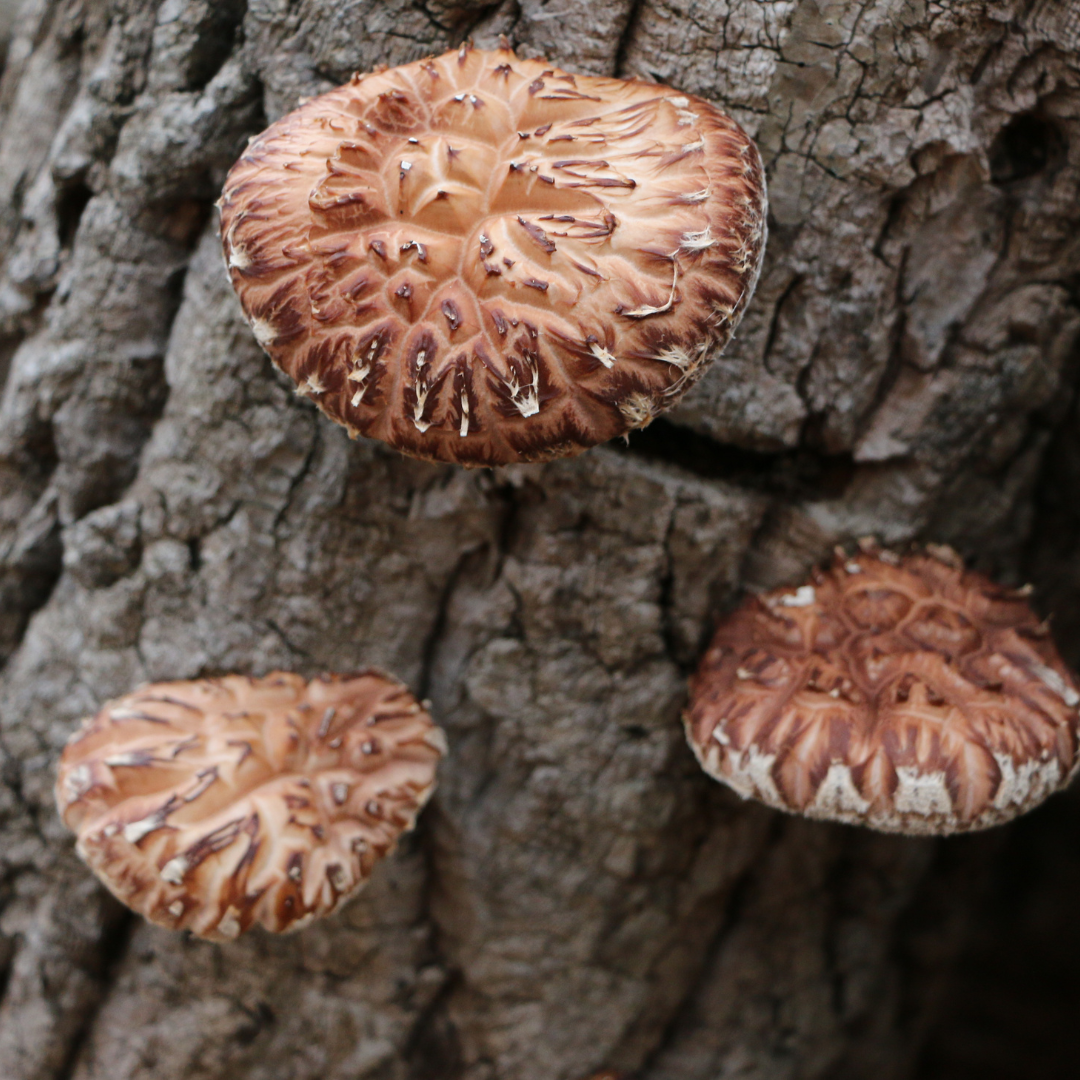 Shiitake mushrooms growing on a tree in their natural habitat.
