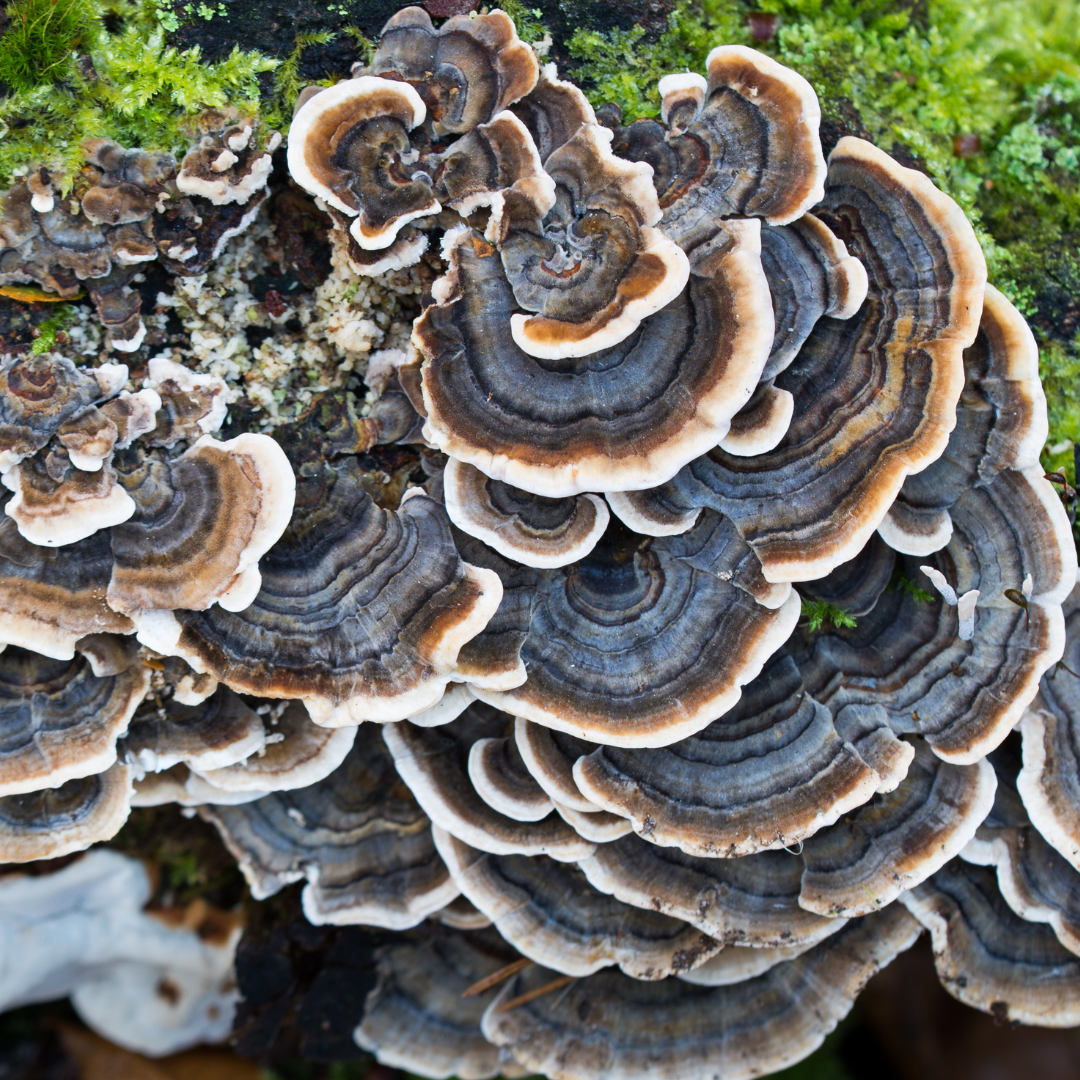 Turkey tail store mushroom for dogs