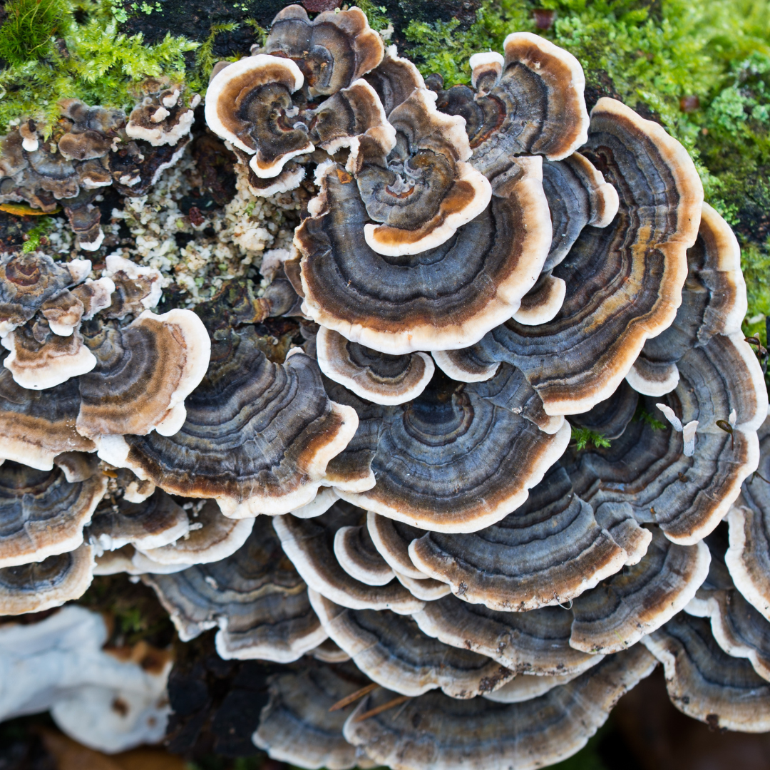 Lively display of natural Turkey Tail mushrooms in the wild.